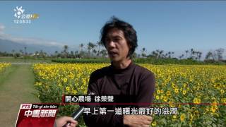 花蓮溪出海口向日葵花海 吸引遊客湧入 20170208 公視中晝新聞