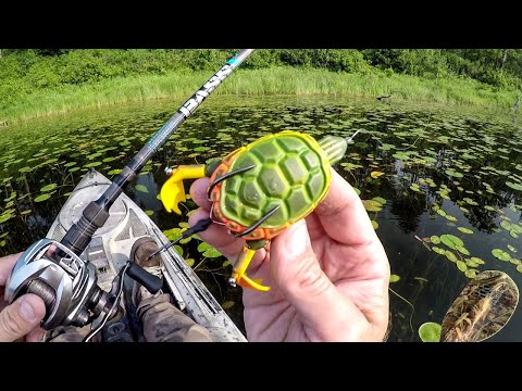 Do Bass Really Eat Turtles?