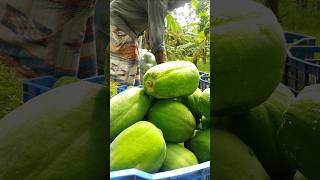 I sold papayas above 1 kg size from the garden for 500 taka. #papaya_sale