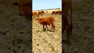 Beautiful cows in desert #cow #trending #desertlife