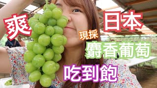 日本超高級麝香葡萄現採隨你吃到飽！？極限能吃幾串？果實大得像番茄？