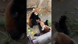 小熊猫打架嘤嘤嘤小熊猫 萌到爆炸了💥 呆萌呆萌 小熊猫玩耍视频 小熊猫就不是熊猫了吗