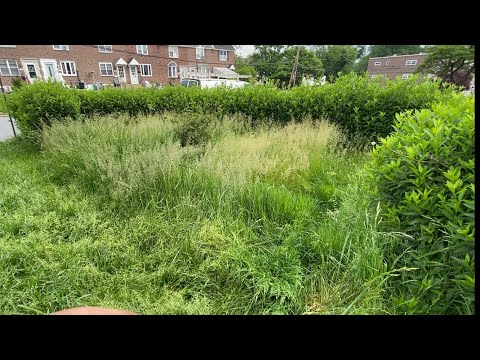 Mowed threw this OVERGROWN jungle for FREE!!!