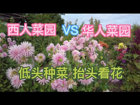 参观邻居老外和华人朋友的菜园，有何不同？