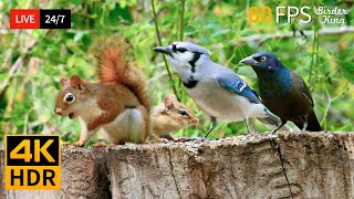 🔴 24/7 LIVE: Cat TV for Cats to Watch 😺 Cute Birds Chipmunks and Squirrels 4K 🐦 Cat Games HDR