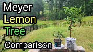 Meyer Lemon Tree Comparison