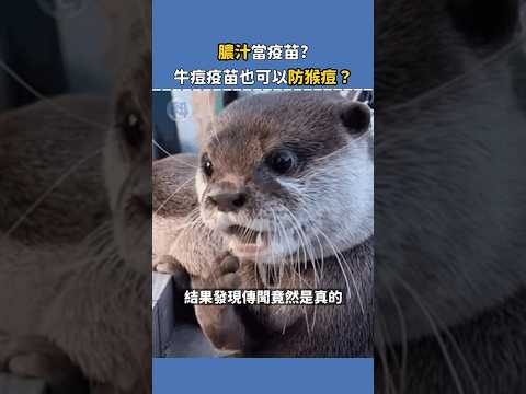 膿汁當疫苗？牛痘疫苗也可以防猴痘？