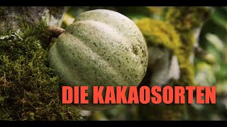 Kakao-Vielfalt und Kakao-Sorten - alles zum Thema Kakao