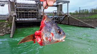 I Hooked the BIGGEST Fish of My LIFE!!! (Back to Back MONSTERS!)