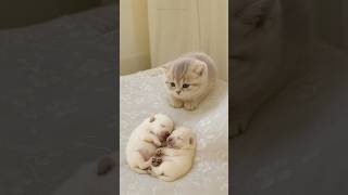 Kitten Sees Newborn Puppies for the First Time… and Stays to Protect Them