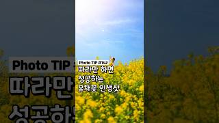 유채꽃에서 인생샷찍는 간단한 방법🌼 #여행쇼츠 #쇼츠 #올리버여행기 #사진꿀팁 #shotoniphone #스마트폰사진 #제주여행