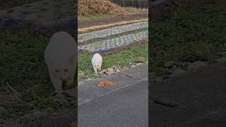 野良猫♯stray cat
