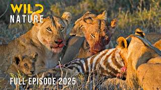 WILD HWANGE | Where Lions Rule and Rivals Fall #naturedocumentaries | Wild Nature