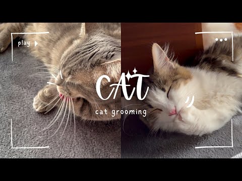 【目の癒し】ひたすら毛繕いをする猫ちゃんの動画(cat grooming)