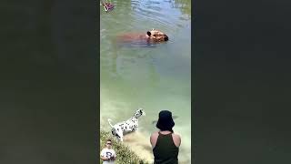 GIANT CAPYBARA APPEARS! DALMATIAN DOG TERRIFIED BY THE RIVER