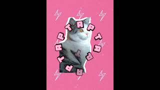 APT APT猫咪洗脑歌 #cat #funnyshorts #funnycats