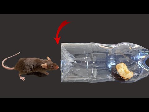 Don't Panic! One Simple Trick to Safely Eliminate Mice—Effective and Non-toxic!家里进了老鼠别着急教你一招，来多少消灭多少
