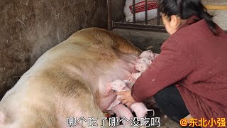 产房传喜讯，生了？#东北小强 #东北 #农村 #生活
