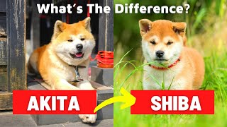 AKITA INU vs SHIBA INU - Which is Better? - Dog vs Dog
