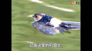 2 燕子 三年级下册 语文部编版人教版 朗读