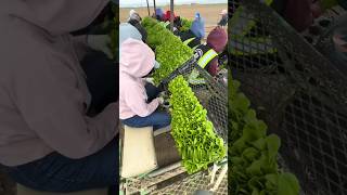 See How China Plants Crops So Quickly and Efficiently #shorts