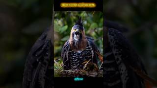 birds sound can't be real 😱#shorts_video #birdsvideo #viraltiktok #video