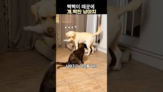 삑삑이 때문에 열받은 냥아치#리트리버#고양이#냥펀치#동물 웃긴 영상