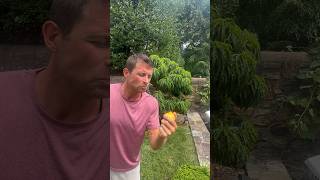 Best Peach Tree For Small Yards