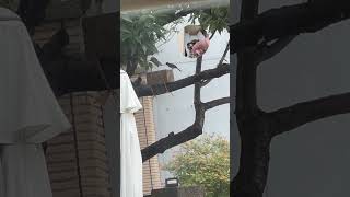 幼鳥跟鳥巢一起掉下樹，做了個鳥巢🪹…你們一家人要加油👏#雛鳥 #鳥 #鳥巢