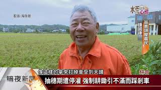 桃竹苗二期稻停灌政策 農民批糟蹋糧食【客家新聞20201130】