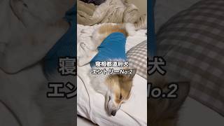 寝相都道府犬 #shorts #ポメコギ #愛犬のいる暮らし