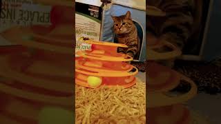 #love #cat #subforsub #viral #short #shorts #animals #sub4sub #live #like #life #cute #baby #funny