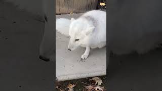 Fox core.💀💀 #funny #entertaininganimals #funnyanimals #petvideos #animals
