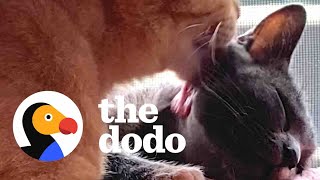 Stray Cat Convinces His Friend They Should Move Into Woman's House | The Dodo