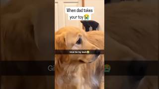 dogs being idiots part 360 #funny #funnypets #pets #petvideos #lovegoldens #cutegolden #funnyanimal