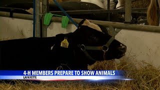 4-H members ready for rewarding fair week