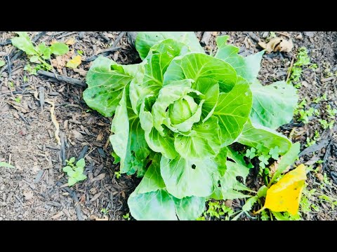 GARDENING JOURNEY | WHAT IS GROWING IN MY GARDEN | JULY GARDEN | ZONE 7A