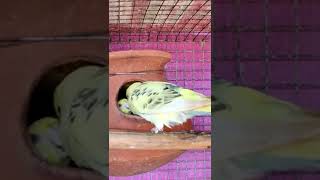 New Paird birds 🐦🐦🐦🐦🐦