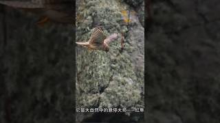 红隼的这个能力，在猛禽中非常罕见#红隼#动物科普#动物世界#bird#birdlovers#birdslover #birds#commonkestrel#kestrel#falcon#falcons