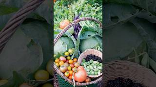 Time to harvest from the garden! 🤩🍅✨ #garden #farming #harvest