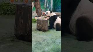 圓仔11歲生日蛋糕寫110(蘋果是0，象徵動物園110周年) #cute #panda #貓熊 #birthday
