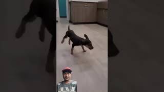 funny dog 🐕 funny video,Look how happy they are.#ytstudio #youtubeshorts #viralvideo #cuty dog