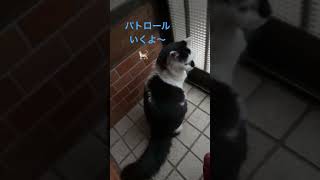 『パトロールに出勤だよー』#けいきち日記 #山歩 #保護猫