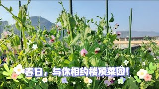 春日的早晨，楼顶菜园便是我的乐园，远离世俗尘嚣，简单而充实！