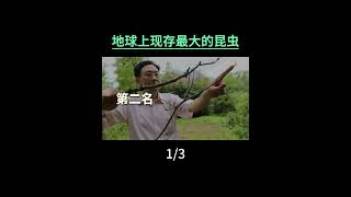 地球上现存最大的10种昆虫（1） #科普 #猎奇 #探索与发现