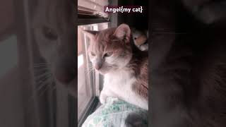 The spark cat!!#cat #kitten