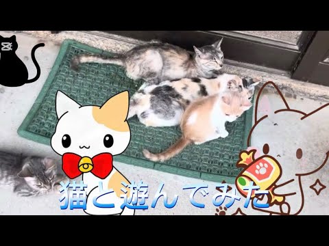 [猫さん]たちと一緒に遊んでみた！