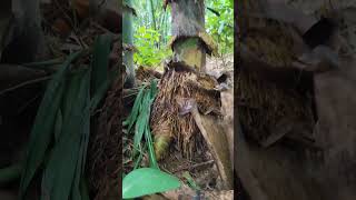 "Nature’s green tunnel–untouched, unreal, unbelievable."##BambooForest #NatureWalk#ViralNatureVideo
