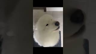 Furry sounding toy