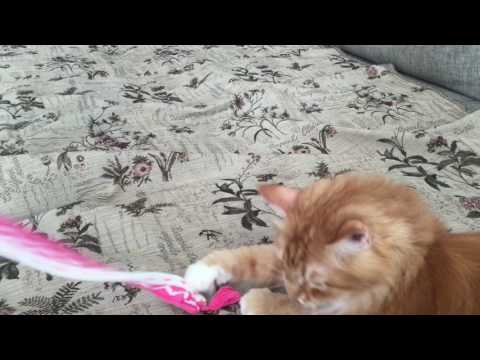 Pusa The Cat Plays With Rope